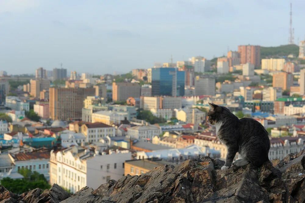 Сопка тигровая Владивосток. Владивосток вид тигровая сопка. Тигровая сопка Владивосток смотровая. Тигровая сопка Владивосток панорама.