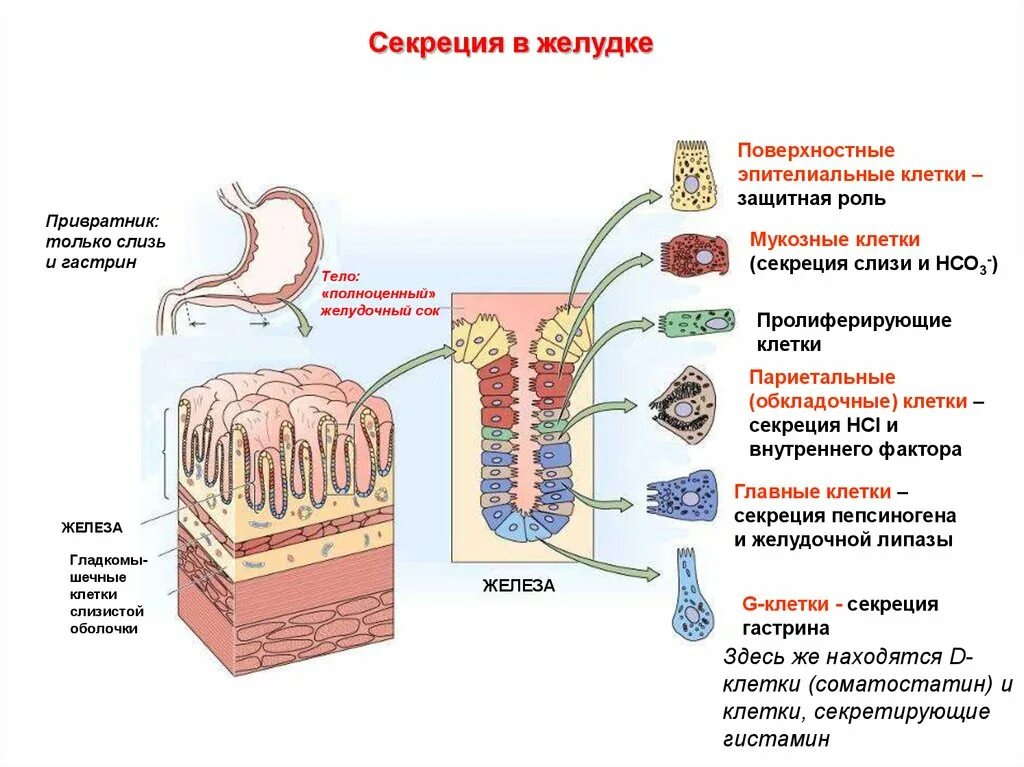 Какие железы расположены в желудке. Клетки слизистой ЖКТ. Клетки слизистой оболочки тонкого кишечника секретируют. Париетальных клеток слизистой оболочки желудка. Секреторные клетки слизистой желудка.