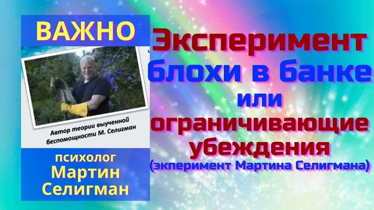 Эксперимент в банке. Блохи в банке эксперимент. опыт с блохами в банке. выученная беспомощность (эксперимент) с блохами. картинки эксперимент с блохами в банке.