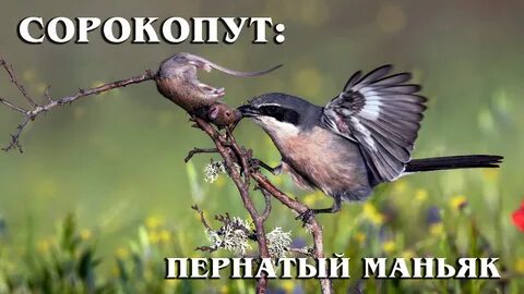 Птицы питающиеся грызунами
