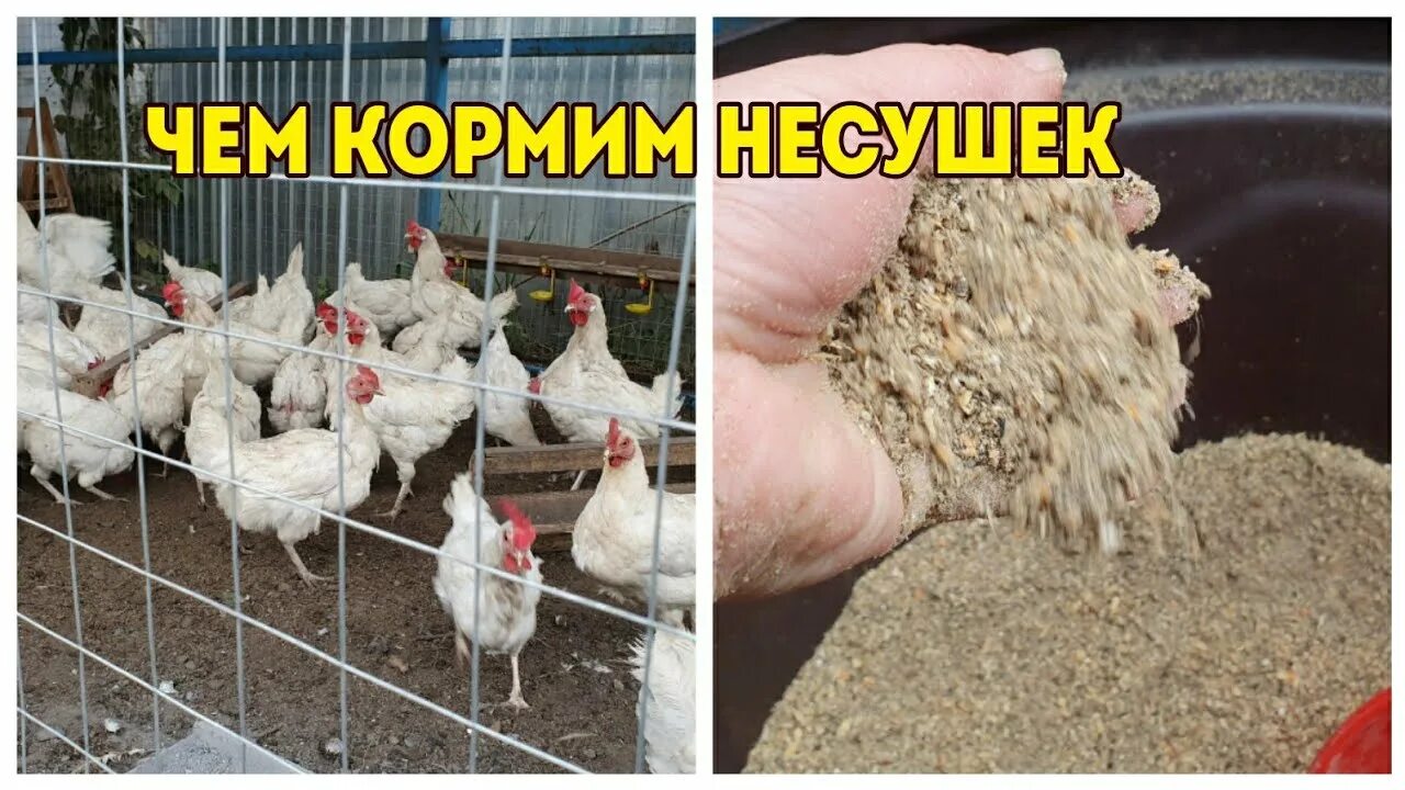 Несушки сколько яиц в день. Кормление кур. Яйца кур несушек. Кормление кур несушок. Чтобы куры неслись каждый.