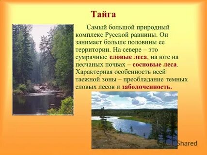 В тайге русской равнины распространены леса