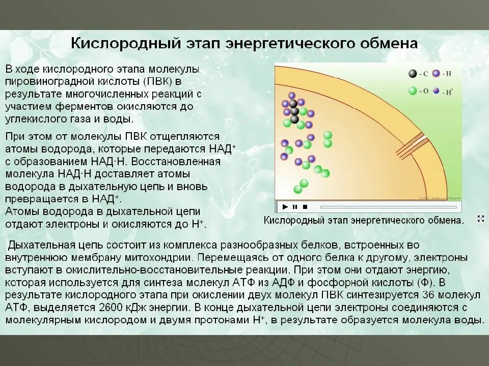 Кислородный этап энергетического обмена. Митохондрии этапы энергетического обмена. Кислородный этап энергетичесеоготобмена. Кислородная стадия энергетического обмена. В результате которого появляется новая