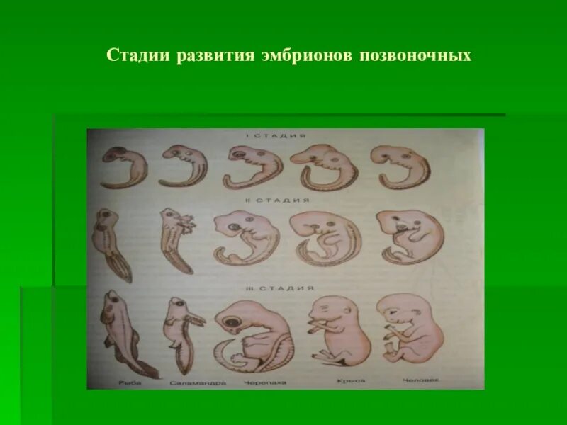 Где и как развивается плод млекопитающих. Стадии развития эмбриона. Стадии развития зародыша. Стадии развития эмбрионов позвоночных. Стадии эмбрионального развития позвоночных.