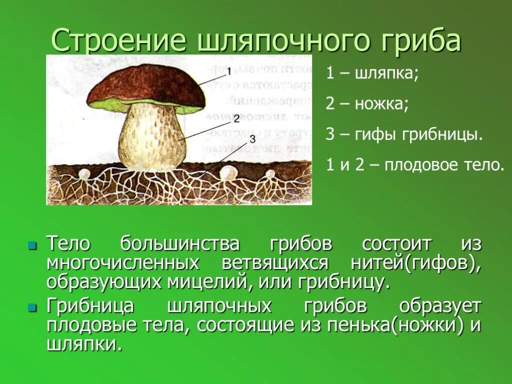Какое основание позволило разделить грибы 7 класс. Строение шляпочного гриба 3 класс. схема шляпочного гриба 3 класс. строение шляпочного гриба 5 класс.