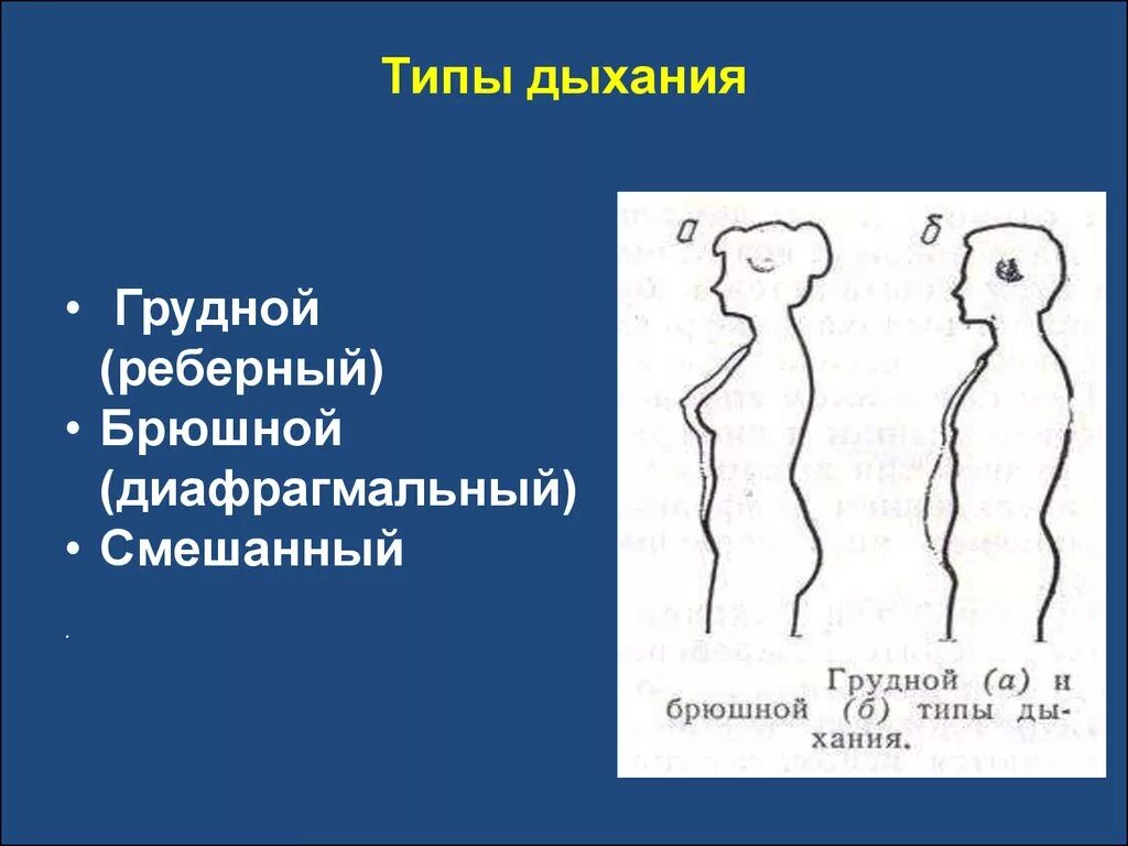 Типы дыхания грудной брюшной и смешанный. Брюшной Тип дыхания и грудной Тип дыхания. Физиологические типы дыхания грудной брюшной смешанный. Реберный Тип абдоминальный Тип дыхания. Дышит какой вид