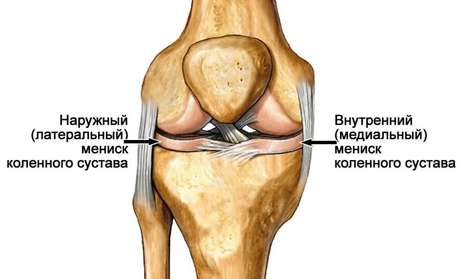 Медиальный мениск коленного сустава анатомия. Медиальный мениск коленного сустава располагается. Наружный латеральный мениск. Коленный сустав строение мениск.