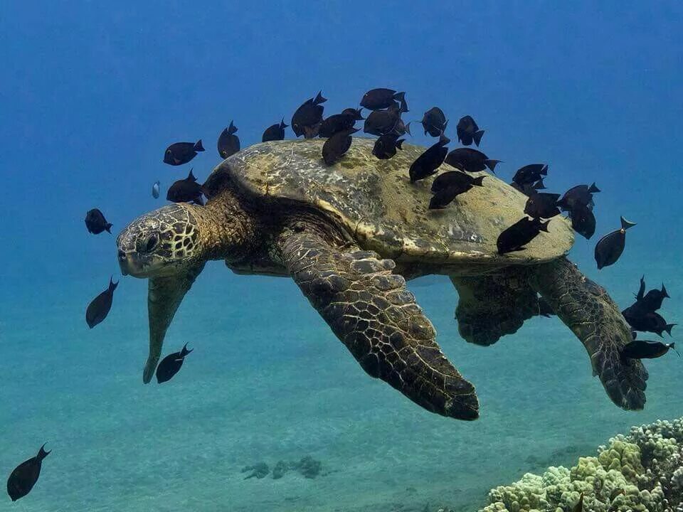 Водные животные это. Тортуга черепаха. Морская черепаха. Водные обитатели.