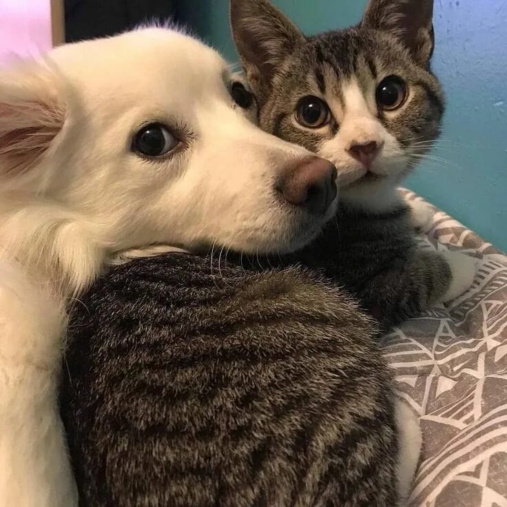Котик та собачка. Котик та собачка