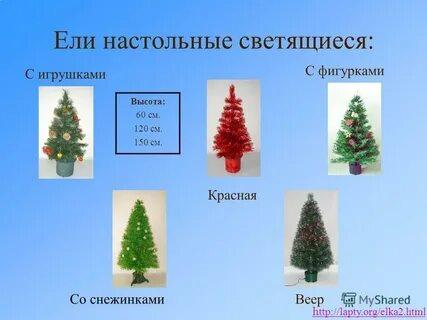 Сколько живет ель