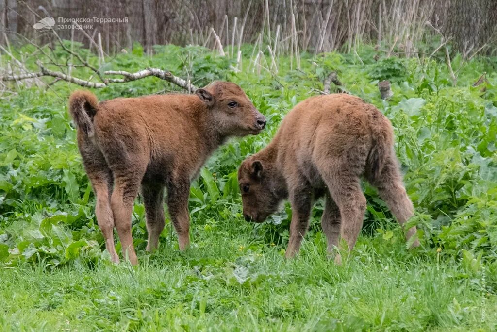 какие животные в заповеднике. беловежская пуща зубры. рысь денежкин камень. какие животные в заповеднике. какие животные в заповеднике.