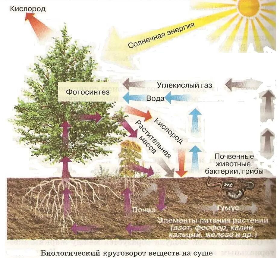 Круговорот веществ в природе география 6 класс. Схема биологического круговорота веществ. Схема круговорота веществ и энергии. Биологический круговорот. Биологический круговорот в природе.