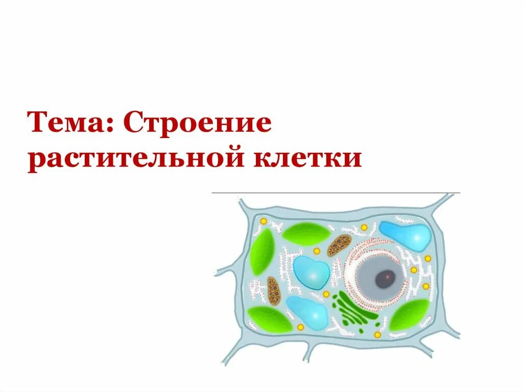 Соединения растительных клеток. Строение растительной клетки. Строение растительной клетки клетки. Растительная клетка рисунок. Растительная клетка презентация.