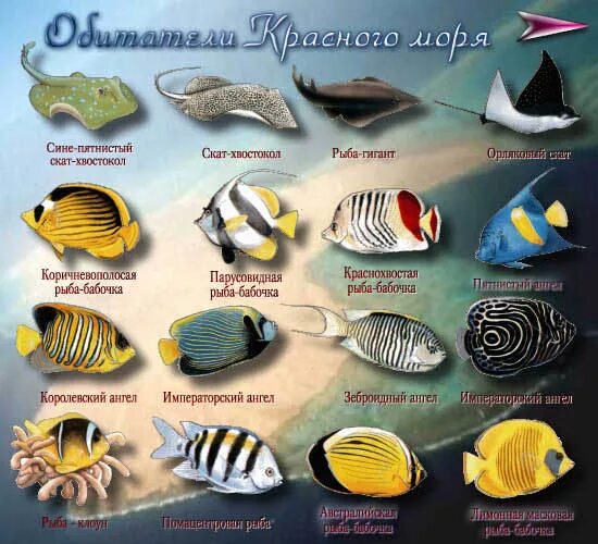 Морские рыбы с названиями и описанием: список с фото