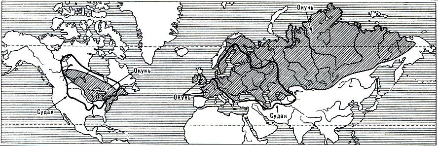 Ареал обитания сибирского осетра. Ареал распространения карася. Ареал щуки. Ареал распространения осетровых. Ареал обитания осетра в россии.