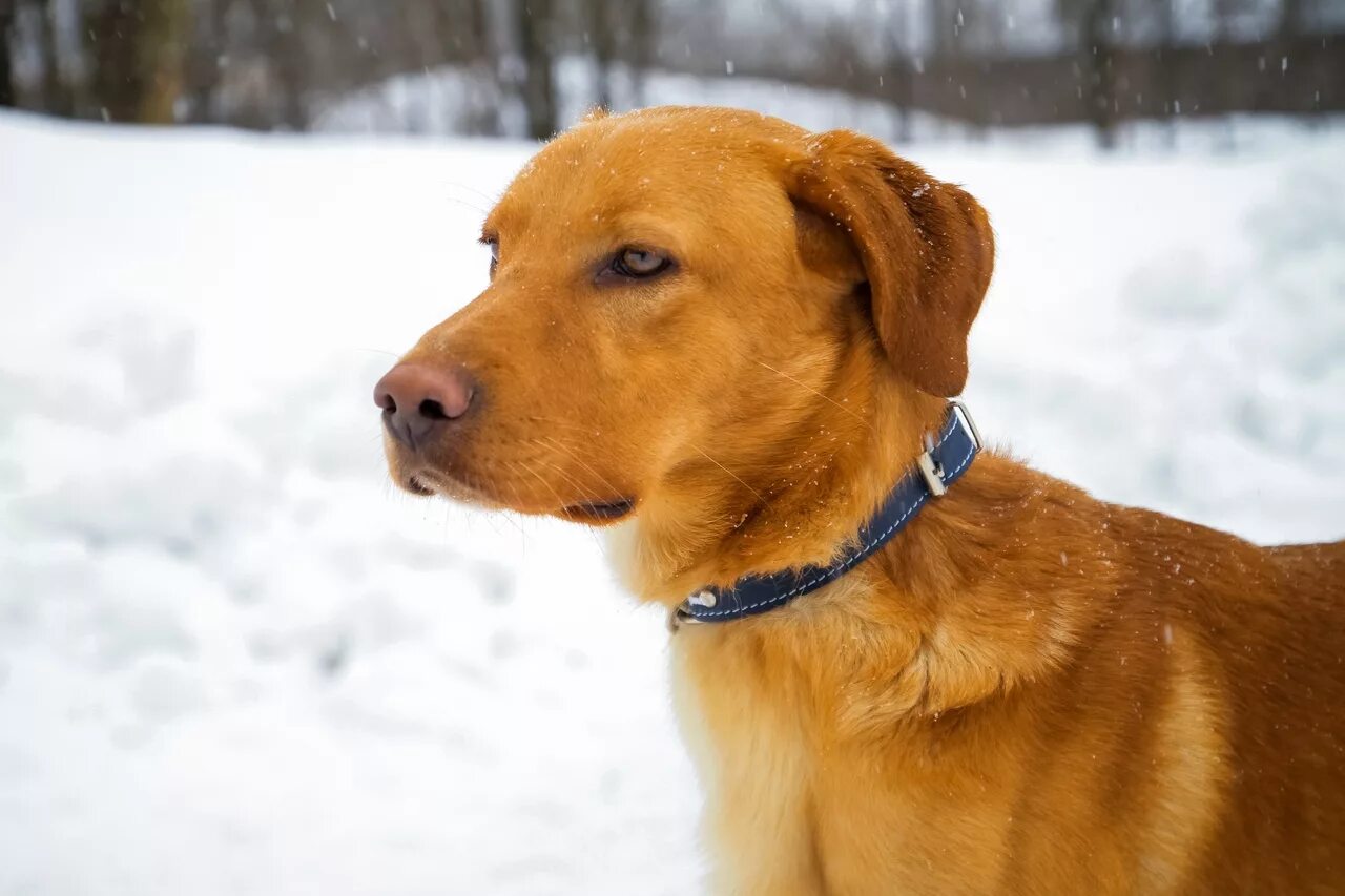 Собака в хорошие руки спб и лен обл. Собака в добрые руки в спб. Собака в добрые руки в спб. Собаки даром санкт петербурге. Собака в добрые руки.