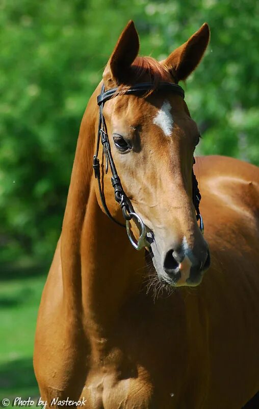 Horsevet. Простые лошади русские. Польский поник конь. Владимирская кобыла герцогиня. Фото жеребенок с лошадью русская верховая.