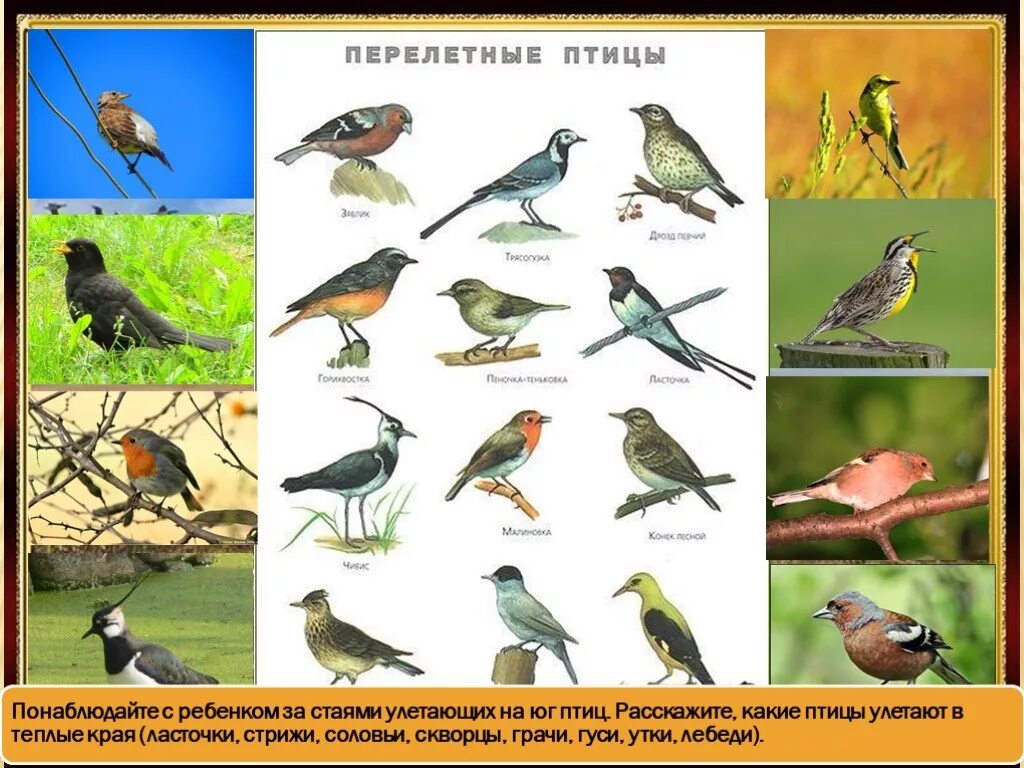 Птицы которые улетают на Юг. Перелетные птицы. Птицы которые улетают в теплые края. Какие птицы улетают на БГ.