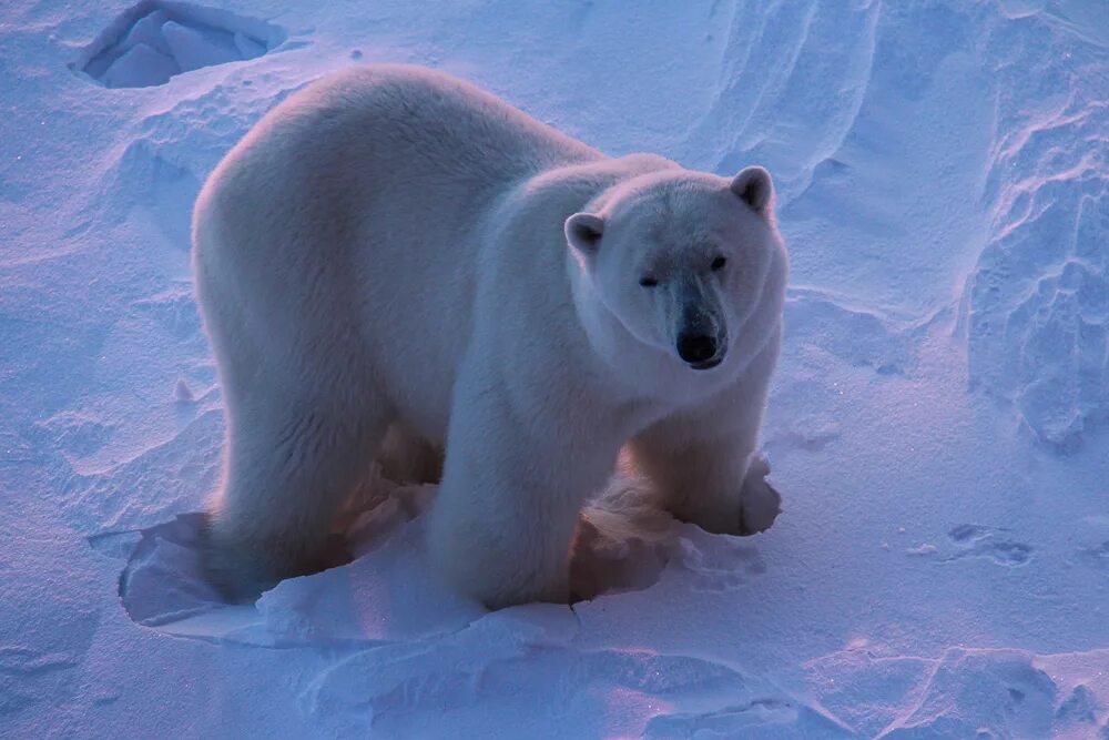 Ice animals. Животные Арктики. Белый медведь. Животный мир арктиктики. Полярная фауна.