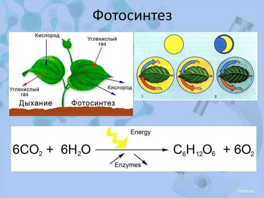 Co2 h2o фотосинтез. Фотосинтез молекулярная схема. Схема и формула фотосинтеза. Схема фотосинтеза у растений. Химические реакции процесса фотосинтеза.