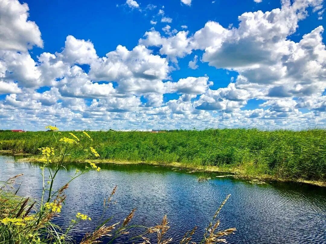 Татарск река. Новосибирск природы Новосибирск. Сибирь Новосибирск природа. Природа Куйбышевского района Новосибирской области. Природа Новосибирского района.