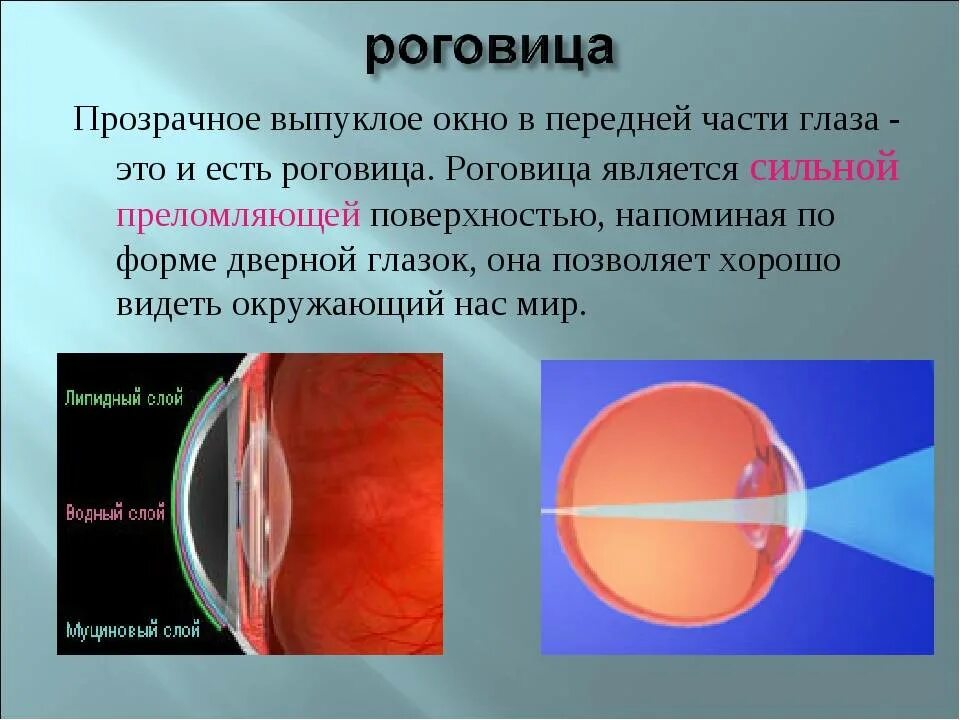 Строение роговицы глаза человека. Роговица характеристика