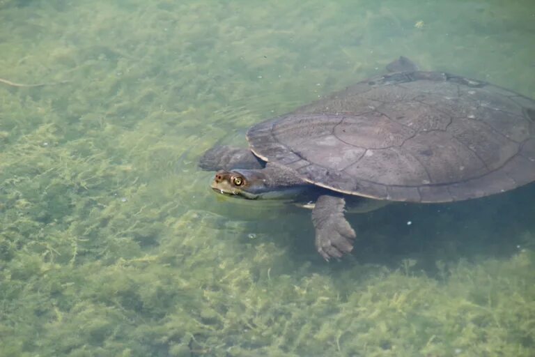 Черепахи спят под водой. Черепашонок красноухой черепахи. Спят ли черепахи. Сонная черепаха. Красноухая черепаха в спячке.