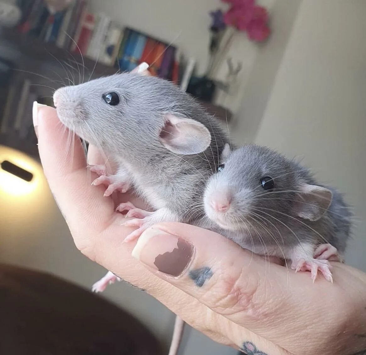 Крысы дамбо детеныши. Крысы дамбо малыши. Дамбо сколько. Крыса дамбо белая. Дамбо сколько.