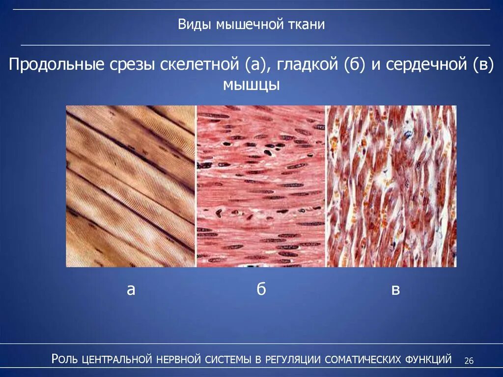 Какие функции выполняет гладкая ткань. Сердечная гладкая Скелетная ткани. Скелетная сердечная и гладкая мышечная ткань. Функции скелетной сердечной и гладкой мышечной ткани. Гладкая мышечная ткань центр регуляции.