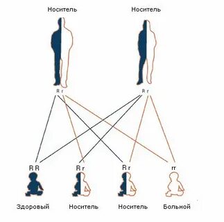 Фенилкетонурия наследуется по