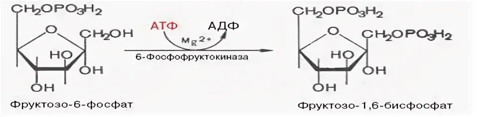 Фруктозо 1 6 бисфосфат