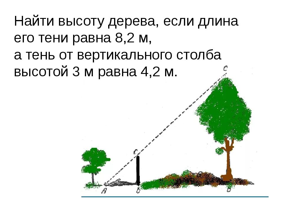 6 10 метров найти. Найдите высоту дерева. Измерение высоты дерева. Измерение высоты предмета задача. Как определить высоту дерева.
