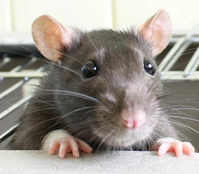 Крысы звери. Крыса Дамбо. Серая крыса домашняя. Милая серая крыса. Крыса милашка.