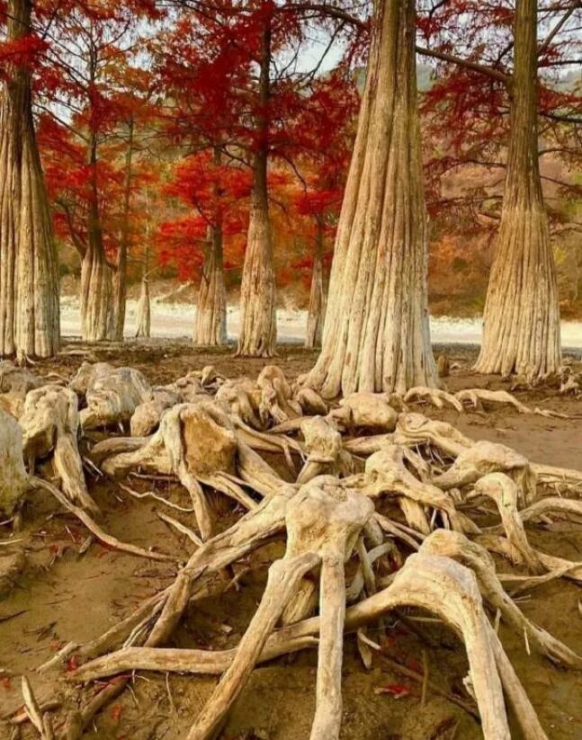 озерах корень. озерах корень. ходульные деревья на байкале. завораживающие пейзажи. озерах корень.