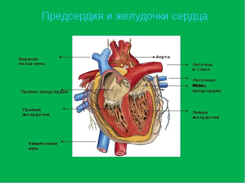 Функции предсердий и желудочков. Предсердия и желудочки сердца. строение сердца человека. функции желудочков сердца.