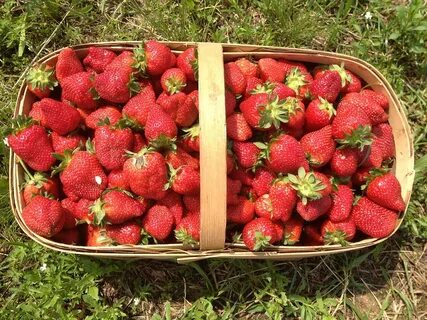 Pick strawberries