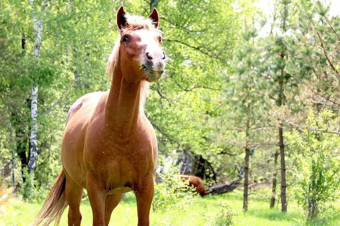 Рыже Чалая лошадь. Рыжая лошадь. Чалая лошадь. Чалый конь.