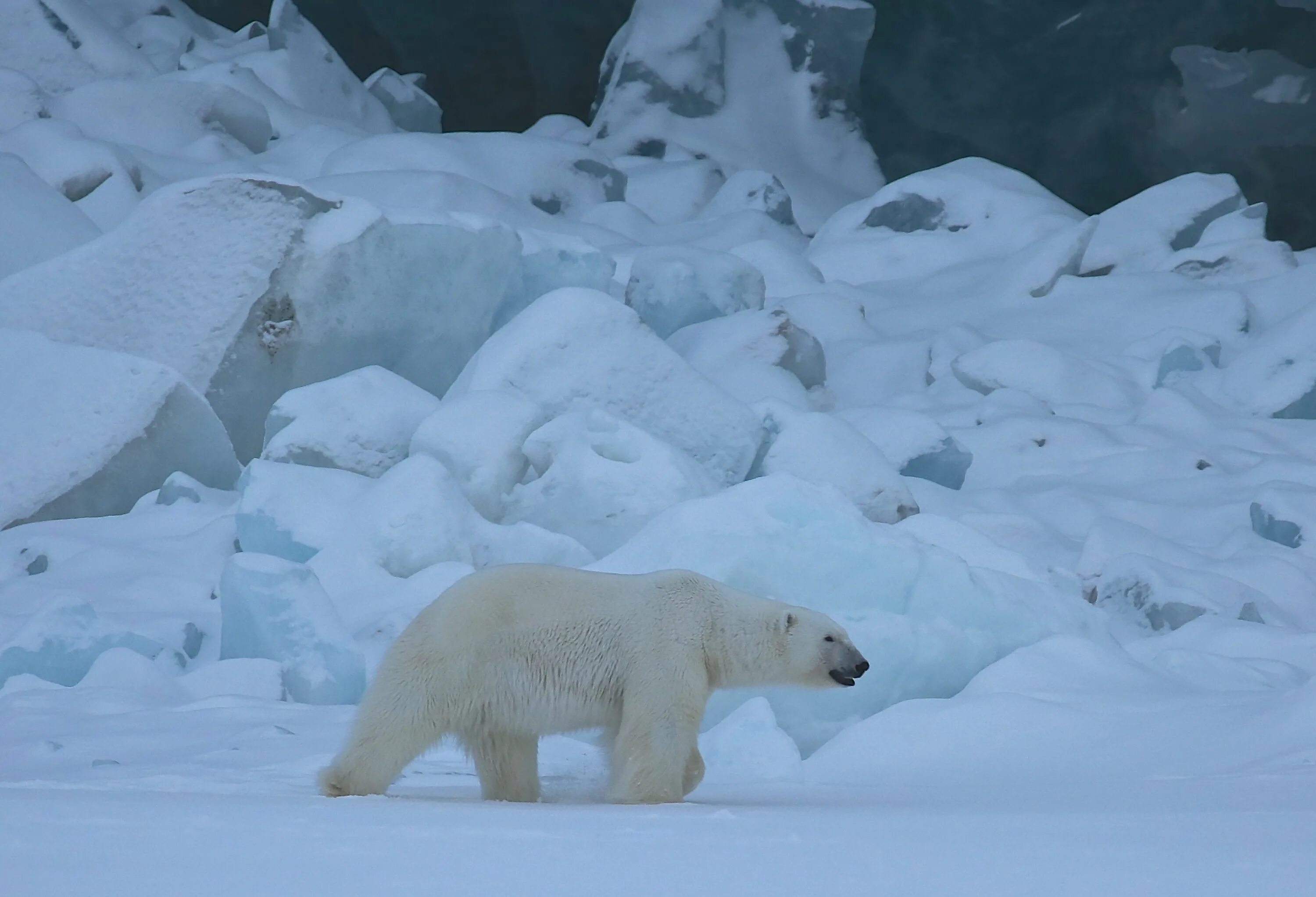 Северный полюс северное сияние белый медведь. Белые медведи в антарктиде. Белый мишка в антарктиде. На южном полюсе есть медведи. Белые медведи в антарктиде.