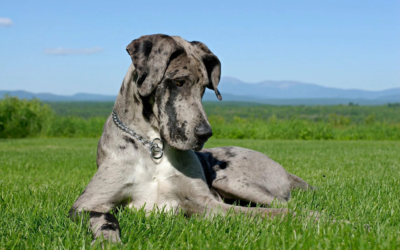 Большие доги собаки. Датский дог Гибсон. Собаки породы немецкий дог. Great Dane порода собак. Датский дог и мастиф.