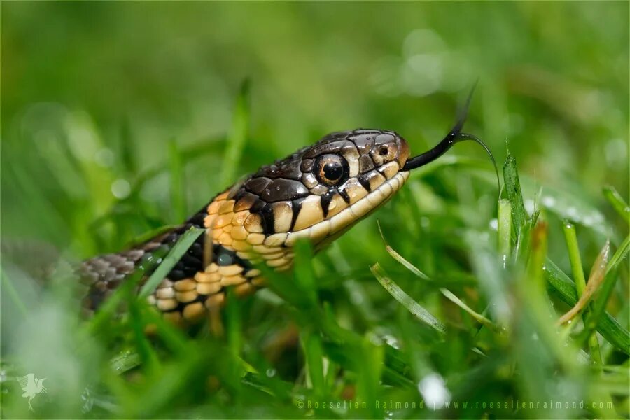 Grass snake. Обыкновенный уж Natrix Natrix. 4. Уж обыкновенный - Natrix Natrix. Уж обыкновенный - змея неядовитая. Уж обыкновенный Калужская область.