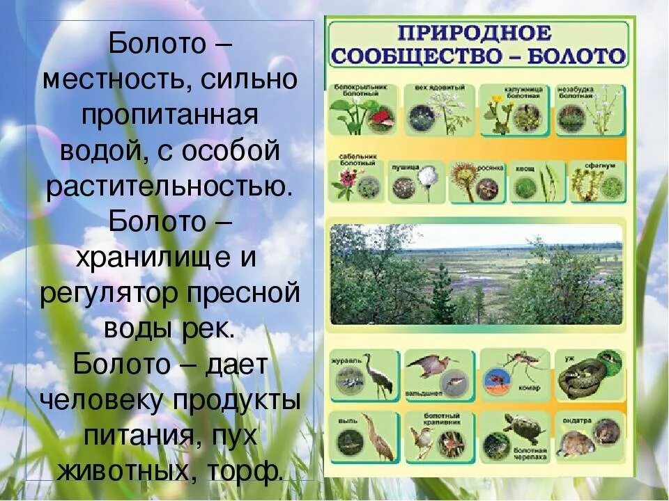Название сообщества окружающий. Название природного сообщества. характеристика природного сообщества. природное сообщество болота. природное сообщество ,jkjnjние.