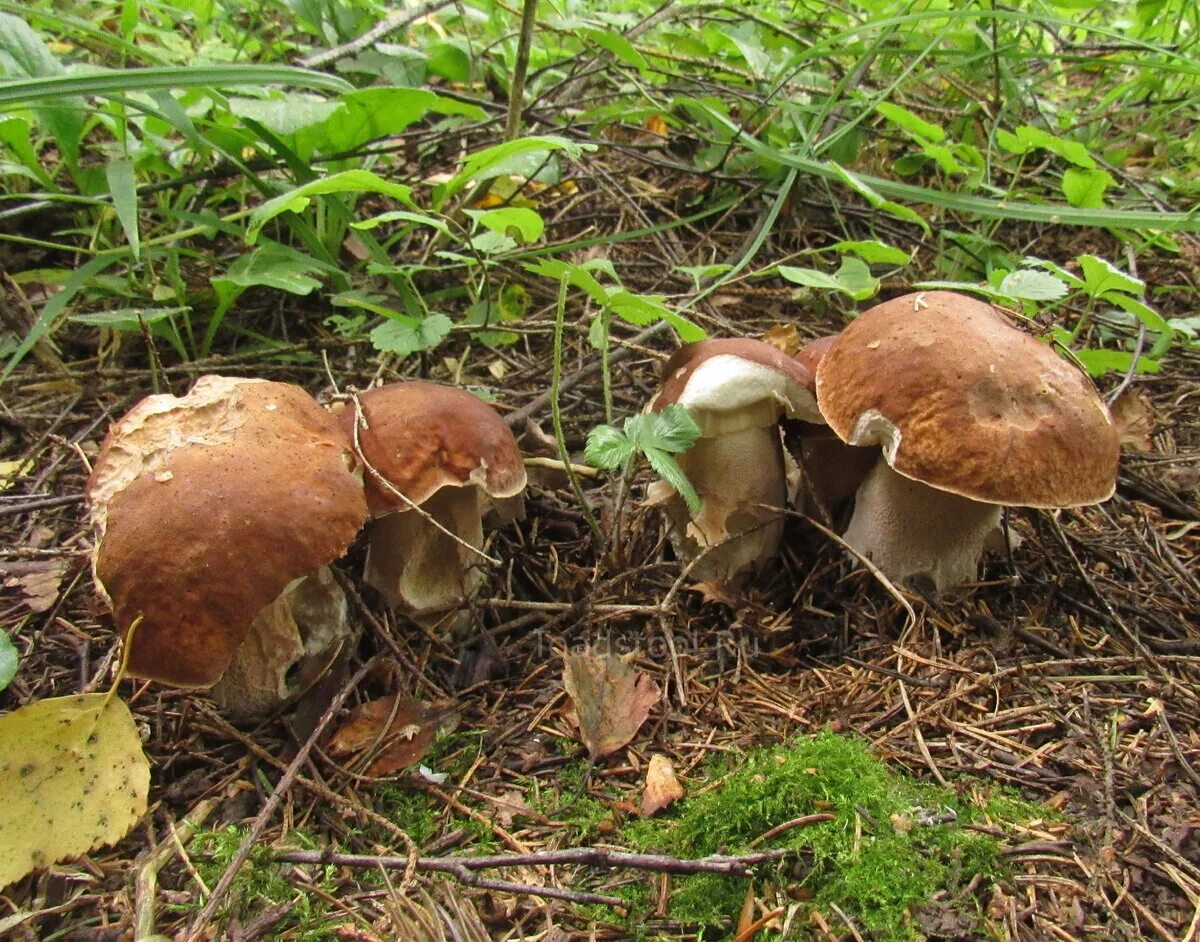 Грибы в подмосковье 2024. Боровичок гриб. Грибы в лиственном лесу. Белый гриб в лиственном лесу.