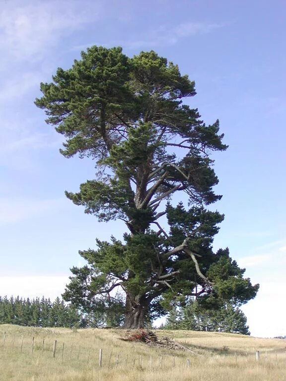 Сосна новое слово. Pinus Radiata. Сосна Лучистая. Сосна Лучистая новая Зеландия. Новозеландская сосна Радиата.