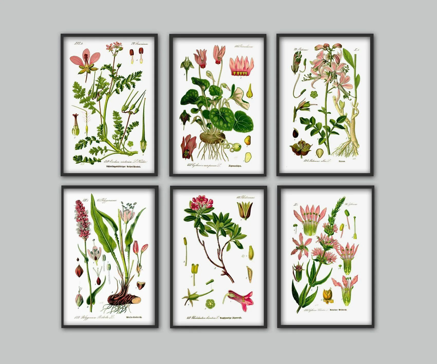 Botanical collection. Ботаническая коллекция. Poster collection цветы. Ботаническая иллюстрация. Botanical collection деревья.