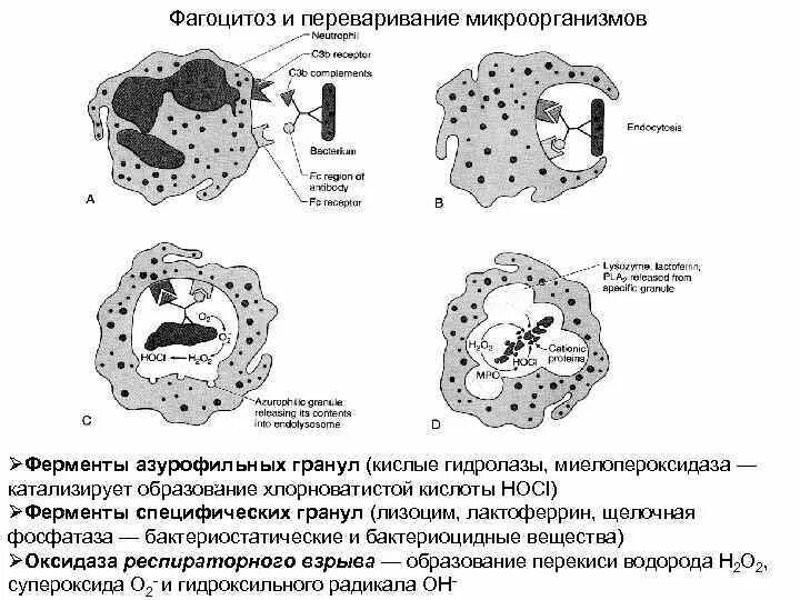 Используя все перечисленные ниже термины