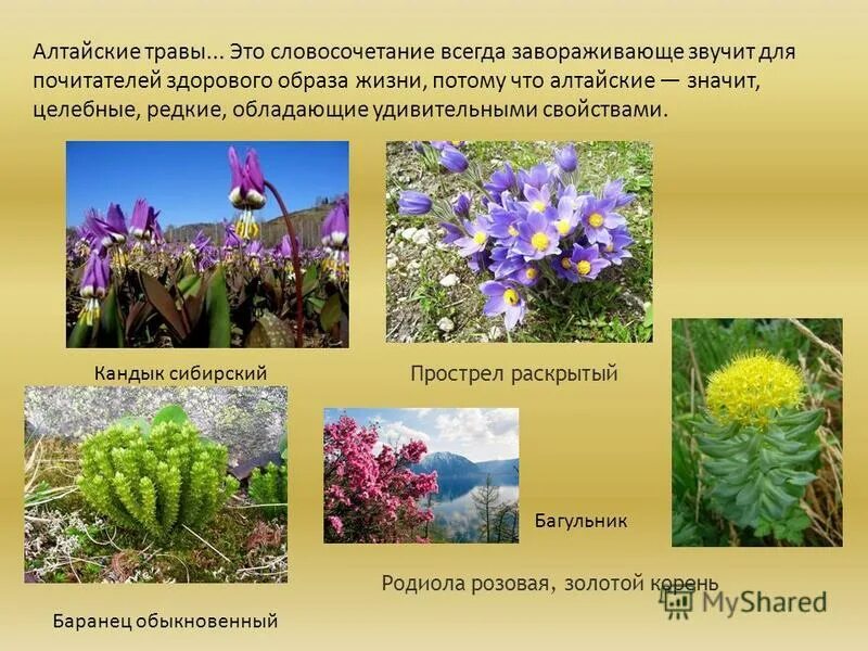 алтайский заповедник растения. презентация о растениях алтайского края. картография и запасы лекарственных растений. растения алтайского края. растения алтайского края описание.