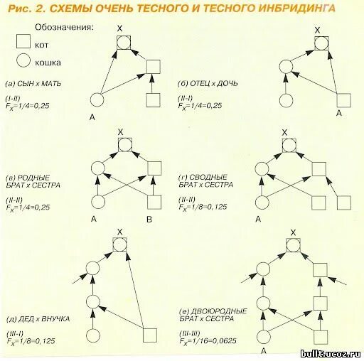 Степени инбридинга. Инбридинг схема. Схемы степени инбридинга. Инбридинг собак схема.