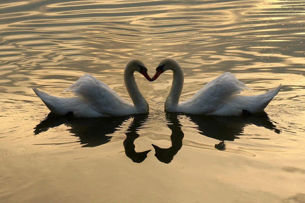 2 лебедя. Лебеди и красота. Красивые лебеди. Лебеди на озере. Два лебедя.