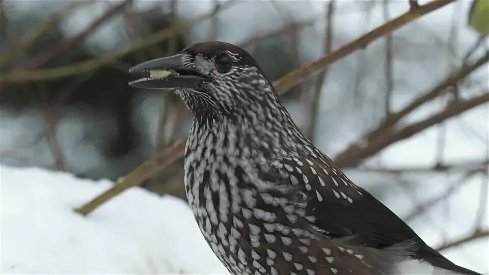 Сибирская кедровка. Кедровка ореховка. кедровка птица. кедровка сибирская птица. кедровка в сибири.