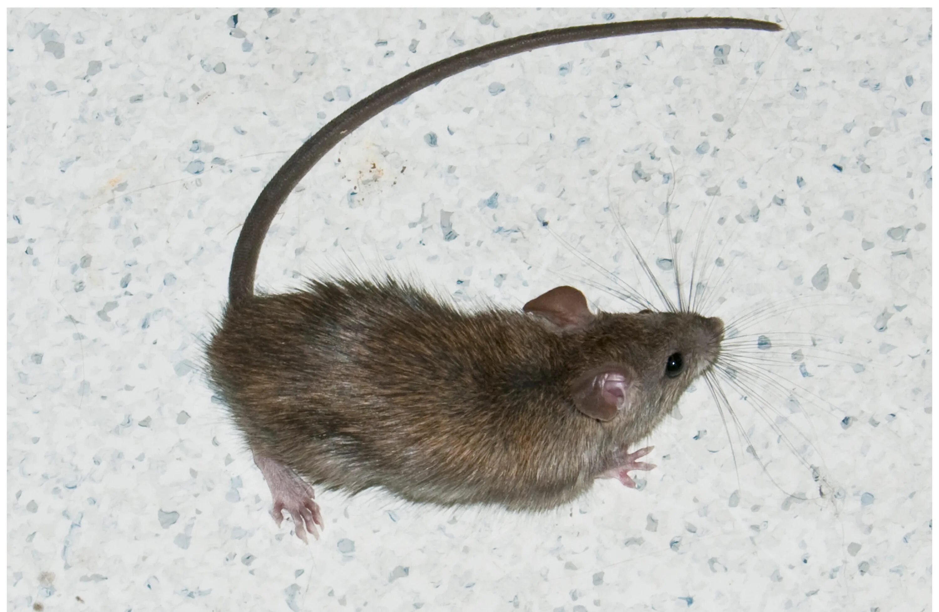 Мышь прячется. Хвостик мышки. Мышонок хвоста. Декоративная крыса альбинос. Хвост мыши.